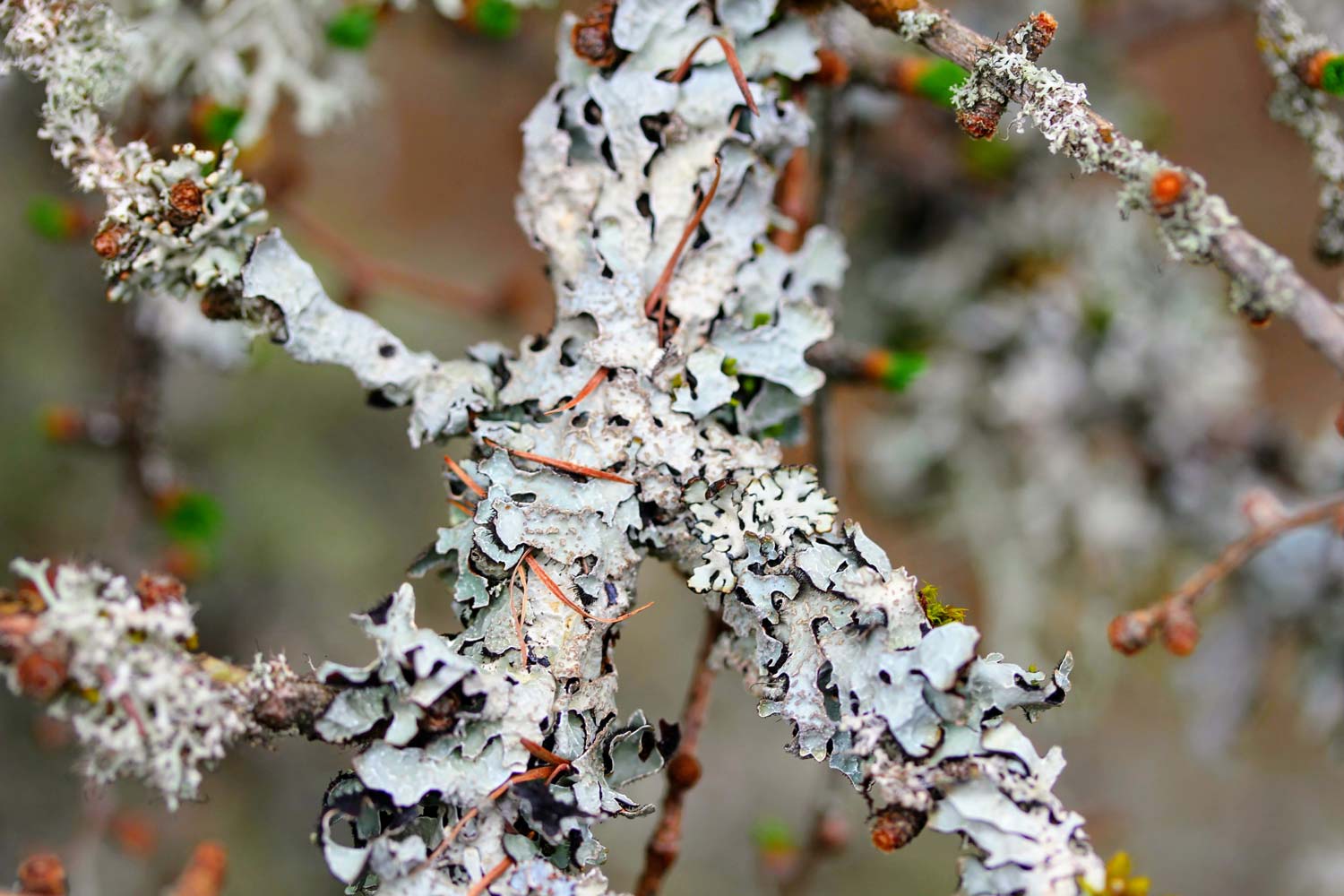 Lichens sur branche