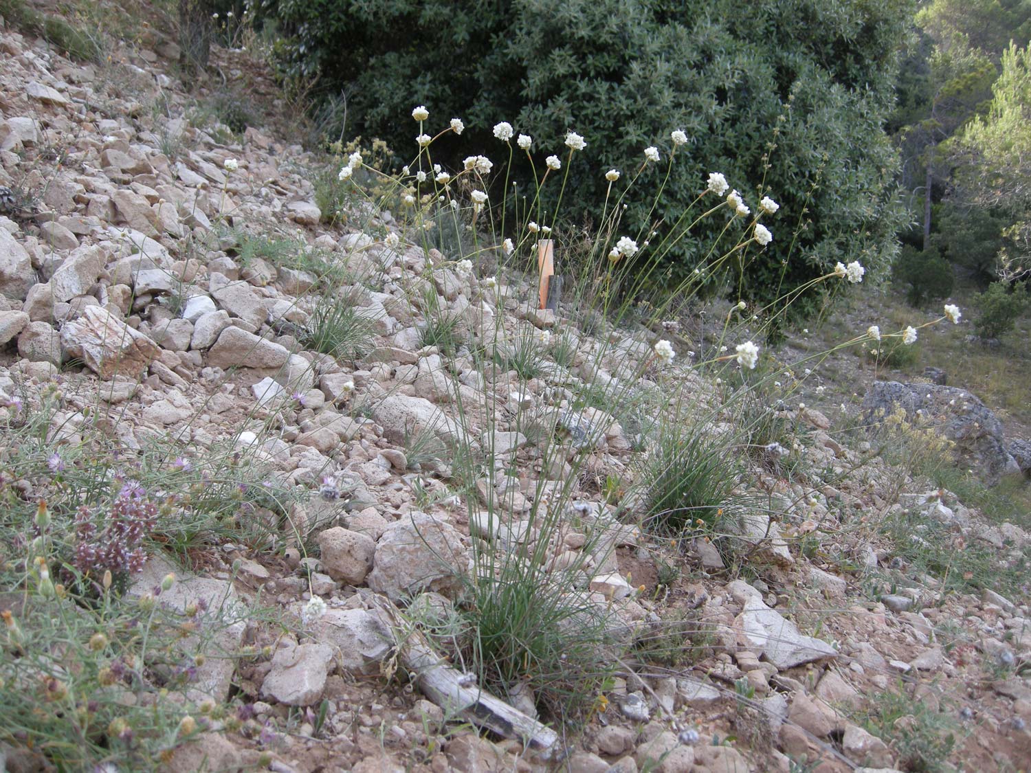 Photographie de Armeria belgenciens