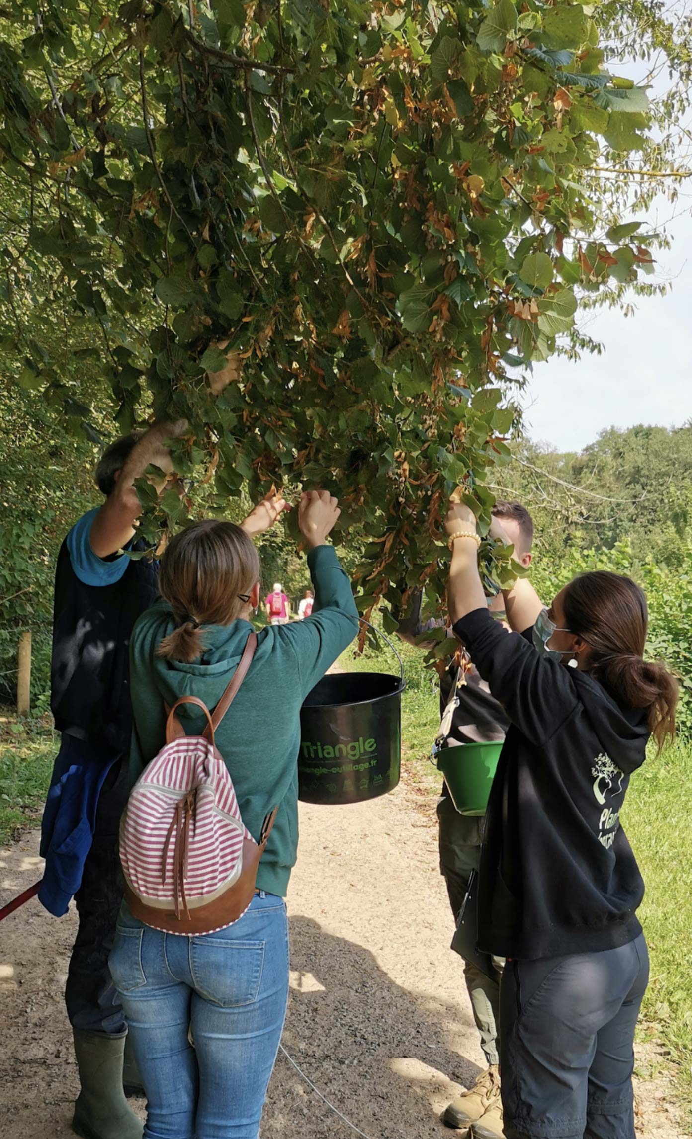 Récolte de graines en milieu naturel