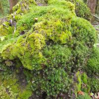 Bryophytes