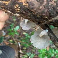 Photographie de champignons