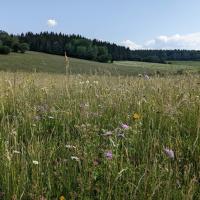 Photographie de prairie fleurie