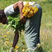 Cueillette d'Arnica dans les Pyrénées 