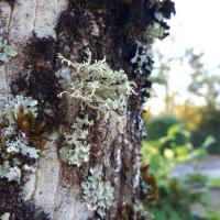 Photographie de lichens sur un arbre